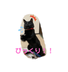 くろねことしばとら（個別スタンプ：10）