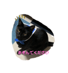 くろねことしばとら（個別スタンプ：11）