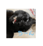 くろねことしばとら（個別スタンプ：12）