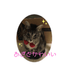 くろねことしばとら（個別スタンプ：13）
