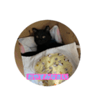 くろねことしばとら（個別スタンプ：14）