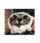 くろねことしばとら（個別スタンプ：16）