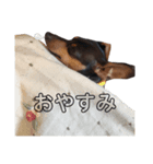 ミニピンあんちゃんのスタンプ（個別スタンプ：3）