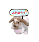 たれみみウサの日常。（個別スタンプ：8）