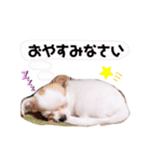 幸太郎(コタロウ)スタンプpart3（個別スタンプ：4）