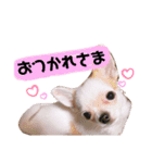 幸太郎(コタロウ)スタンプpart3（個別スタンプ：5）
