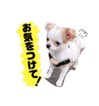 幸太郎(コタロウ)スタンプpart3（個別スタンプ：7）