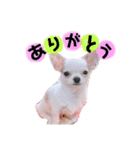 幸太郎(コタロウ)スタンプpart3（個別スタンプ：17）