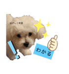 ren's original stamp 2（個別スタンプ：37）
