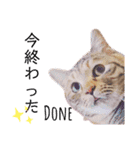 ねこのぽぽちゃん【日常すたんぷ】（個別スタンプ：4）