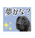 黒ラブラドールLelibe,vol2（個別スタンプ：4）
