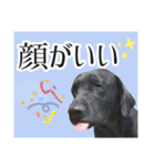 黒ラブラドールLelibe,vol2（個別スタンプ：5）