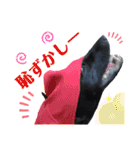 黒ラブラドールLelibe,vol2（個別スタンプ：6）