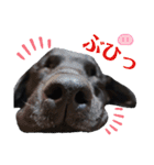 黒ラブラドールLelibe,vol2（個別スタンプ：11）