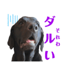 黒ラブラドールLelibe,vol2（個別スタンプ：13）