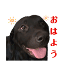 黒ラブラドールLelibe,vol2（個別スタンプ：14）