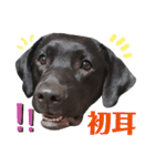 黒ラブラドールLelibe,vol2（個別スタンプ：16）