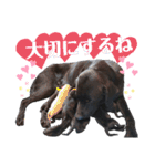 黒ラブラドールLelibe,vol2（個別スタンプ：20）