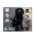 黒ラブラドールLelibe,vol2（個別スタンプ：27）