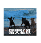 黒ラブラドールLelibe,vol2（個別スタンプ：28）