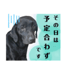黒ラブラドールLelibe,vol2（個別スタンプ：31）