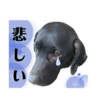 黒ラブラドールLelibe,vol2（個別スタンプ：32）