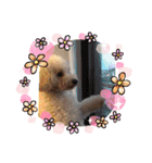 麦ちゃんのスタンプ作ったよ〜その2（個別スタンプ：11）