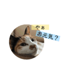我が家のびびちゃん（個別スタンプ：1）