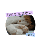 我が家のびびちゃん（個別スタンプ：3）