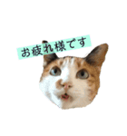我が家のびびちゃん（個別スタンプ：6）