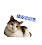 我が家のびびちゃん（個別スタンプ：8）