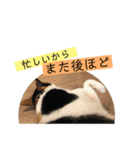 我が家のびびちゃん（個別スタンプ：10）