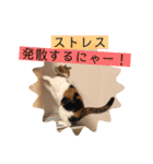 我が家のびびちゃん（個別スタンプ：11）