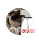 我が家のびびちゃん（個別スタンプ：12）