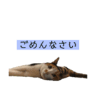 我が家のびびちゃん（個別スタンプ：15）