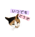 我が家のびびちゃん（個別スタンプ：16）