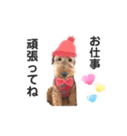 ウェルシュテリア ♡ジェリーさんの1日⑧（個別スタンプ：6）
