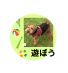 ウェルシュテリア ♡ジェリーさんの1日⑧（個別スタンプ：13）