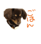 アネラ日記（個別スタンプ：3）