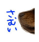 アネラ日記（個別スタンプ：7）