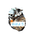 ガブリンチョ（個別スタンプ：1）