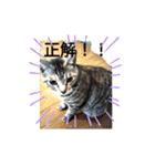 ガブリンチョ（個別スタンプ：7）