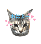 ガブリンチョ（個別スタンプ：8）
