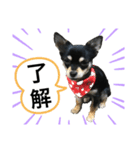 ちょびすけです（個別スタンプ：2）
