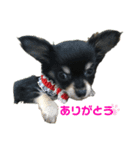 ちょびすけです（個別スタンプ：3）