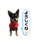 ちょびすけです（個別スタンプ：4）