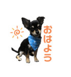 ちょびすけです（個別スタンプ：5）