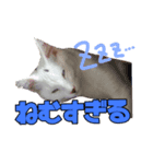 とのとうーちゃん（個別スタンプ：3）