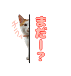 とのとうーちゃん（個別スタンプ：4）