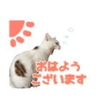 とのとうーちゃん（個別スタンプ：8）